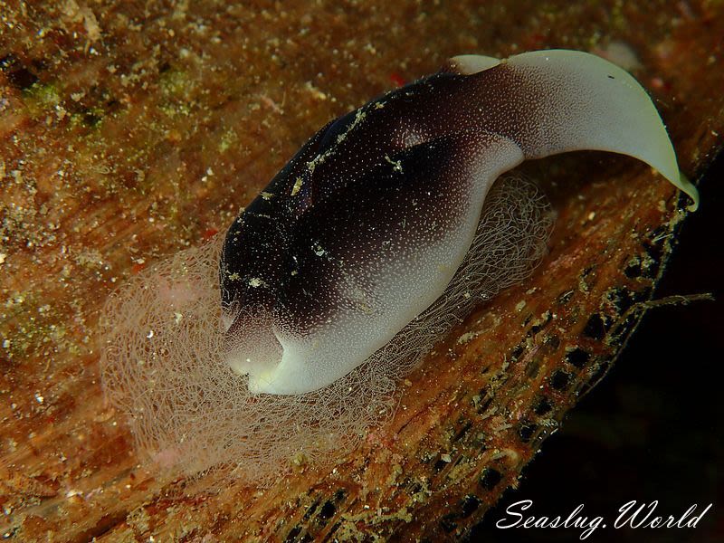 コナユキツバメガイ Chelidonura amoena