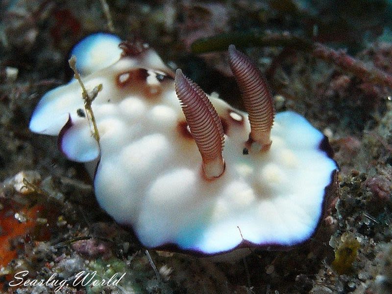 ユウグレイロウミウシ Goniobranchus hintuanensis