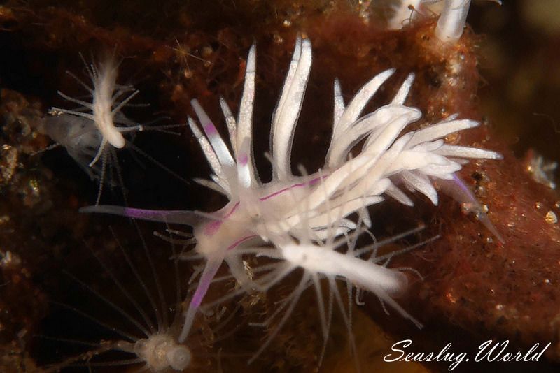 サンドラミノウミウシ Unidentia sandramillenae