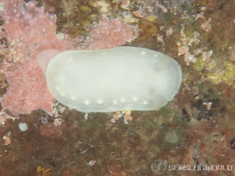 コブリカドリナウミウシ Cadlina umiushi