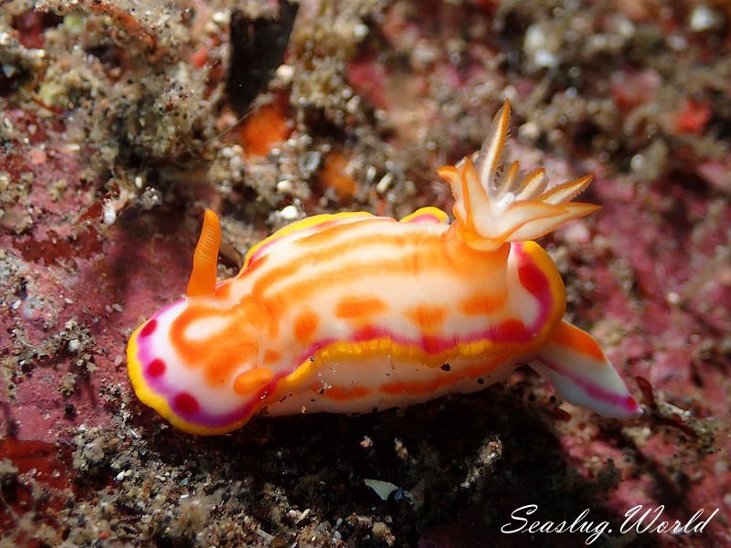 カナメイロウミウシ Hypselodoris kaname