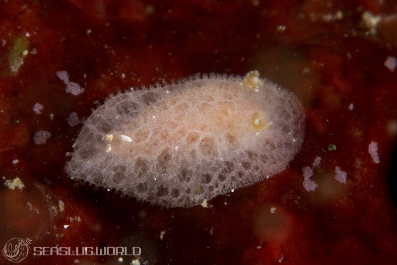 ツヅレウミウシ科の一種 13 Discodorid sp. 13