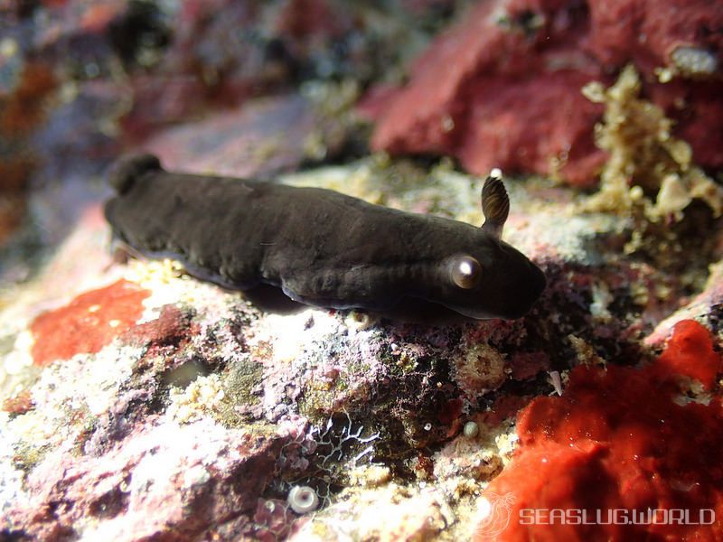 ホンクロシタナシウミウシ Dendrodoris nigra