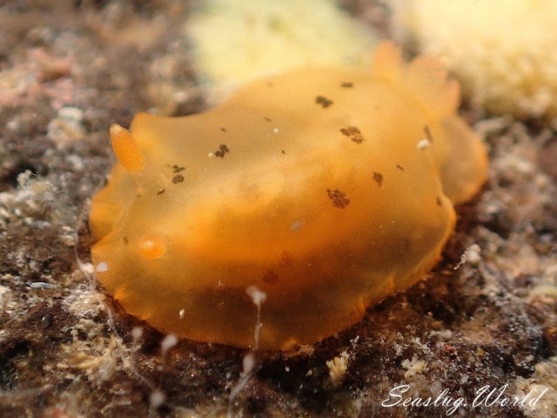 マダラウミウシ Dendrodoris fumata