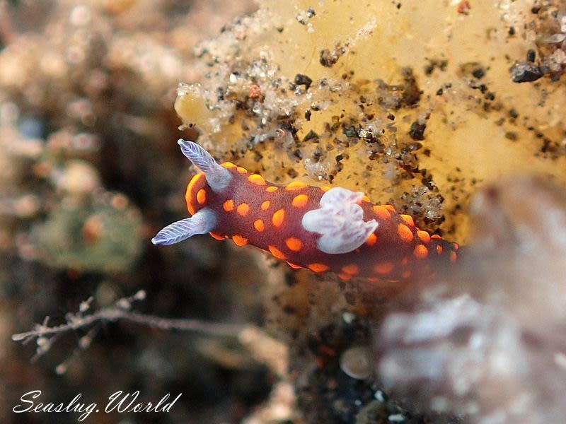 クロスジリュウグウウミウシ属の一種 3 Nembrotha sp. 3