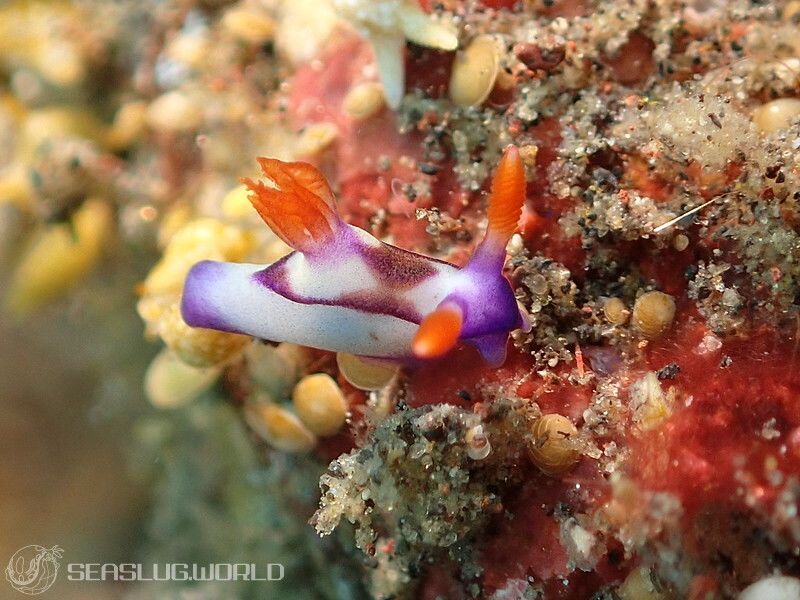 セグロリュウグウウミウシ Nembrotha chamberlaini