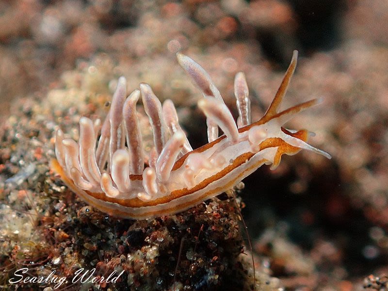 ホリミノウミウシ属の一種 13 Eubranchus sp.13