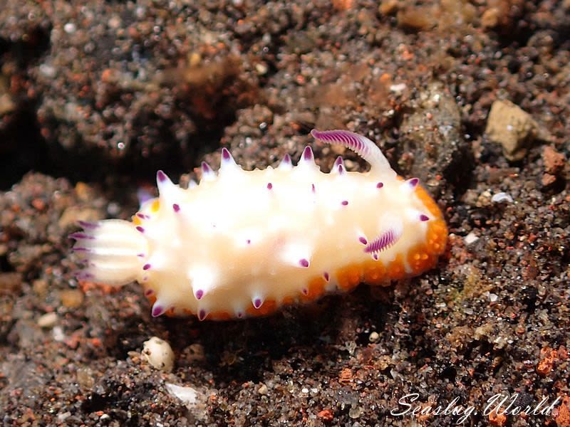 レンゲウミウシ Mexichromis multituberculata