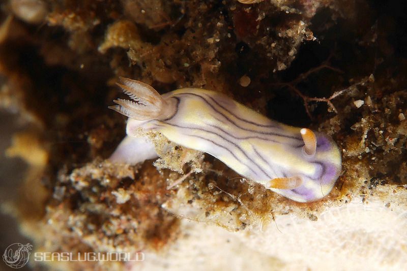 ソヨカゼイロウミウシ Hypselodoris zephyra