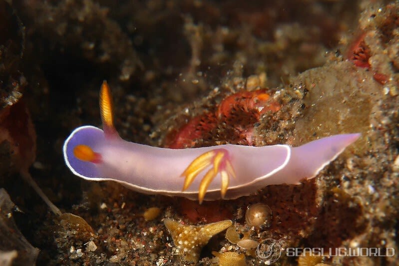 ヒュプセロドーリス・イバ Hypselodoris iba