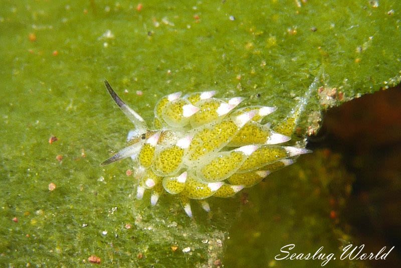 クサイロモウミウシ Costasiella paweli