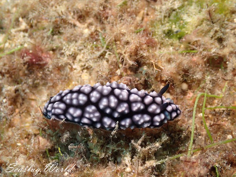 コイボウミウシ Phyllidiella pustulosa