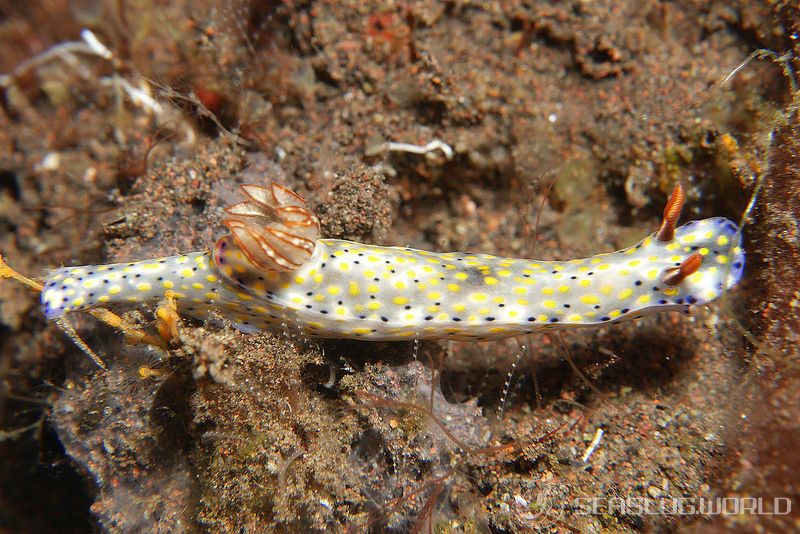 オダカホシゾラウミウシ Hypselodoris roo