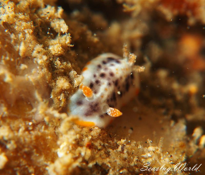 ミダレスジイロウミウシ Chromodoris sp. 8