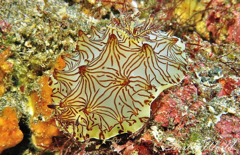 インターネットウミウシ Halgerda Okinawa 世界のウミウシ