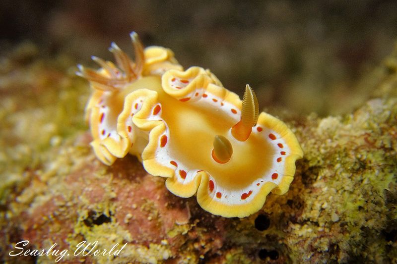 アカテンイロウミウシ Ardeadoris cruenta