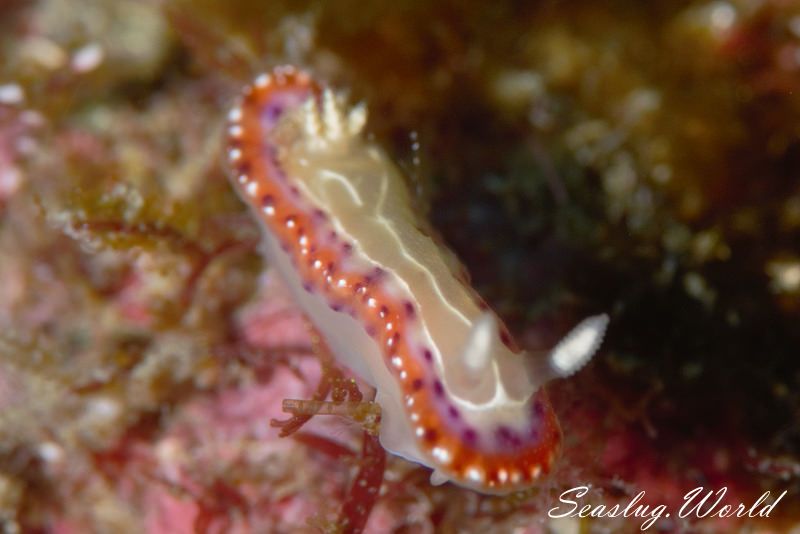 セトイロウミウシ Goniobranchus setoensis