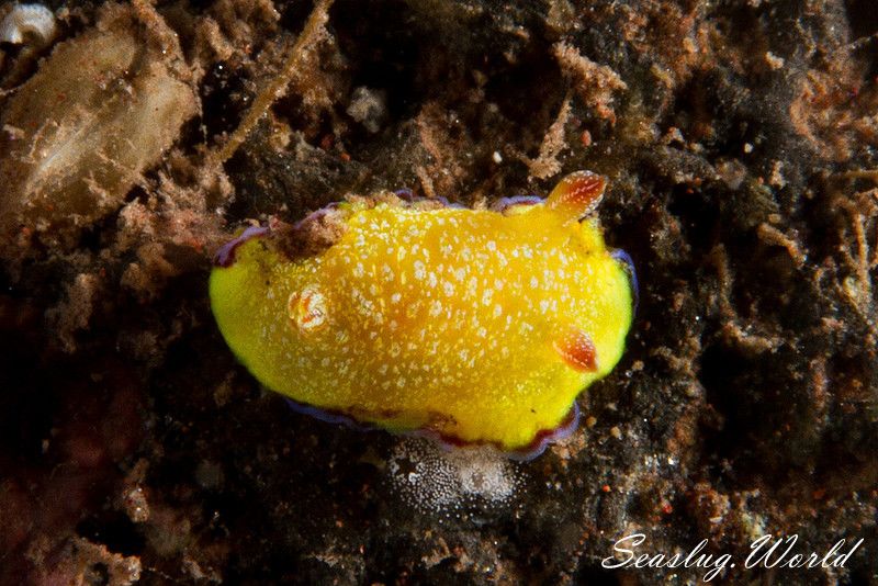 ホムライロウミウシ Goniobranchus albopunctatus