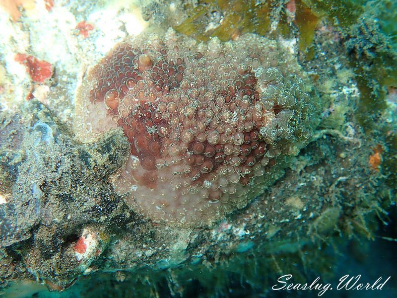 ツブツブウミウシ Carminodoris grandiflora