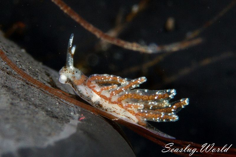 ベルグウミウシ Stiliger berghi | 世界のウミウシ