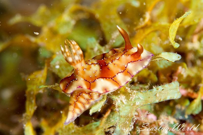 クラカトアウミウシ Hypselodoris krakatoa