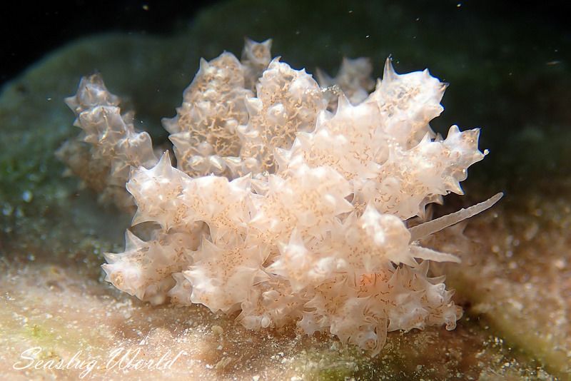 ケーラーミノウミウシ Phyllodesmium koehleri