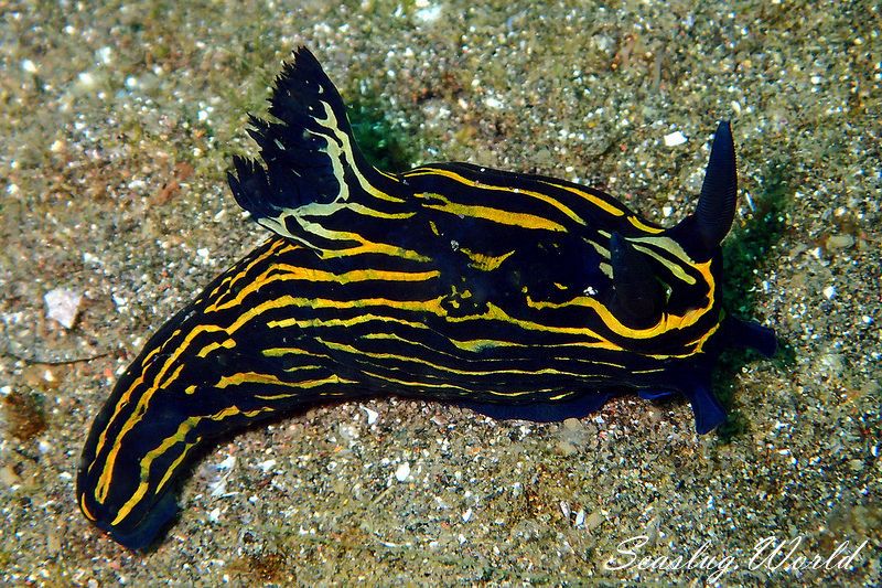 イシガキリュウグウウミウシ Tyrannodoris luteolineata