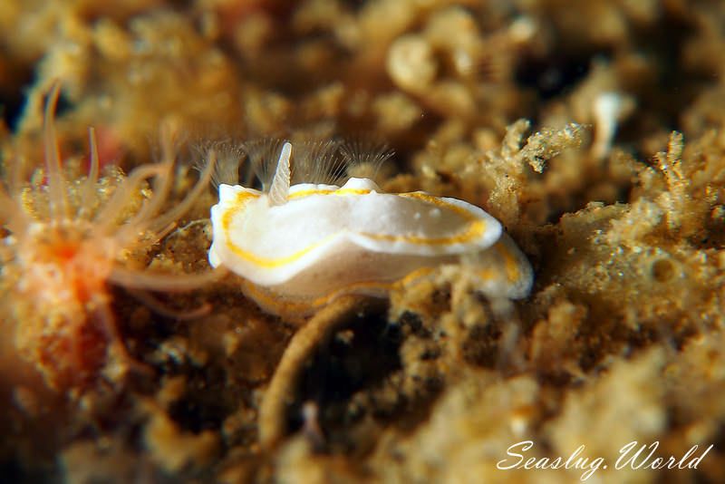 ミツイラメリウミウシ属の一種 2 Diaphorodoris sp. 2