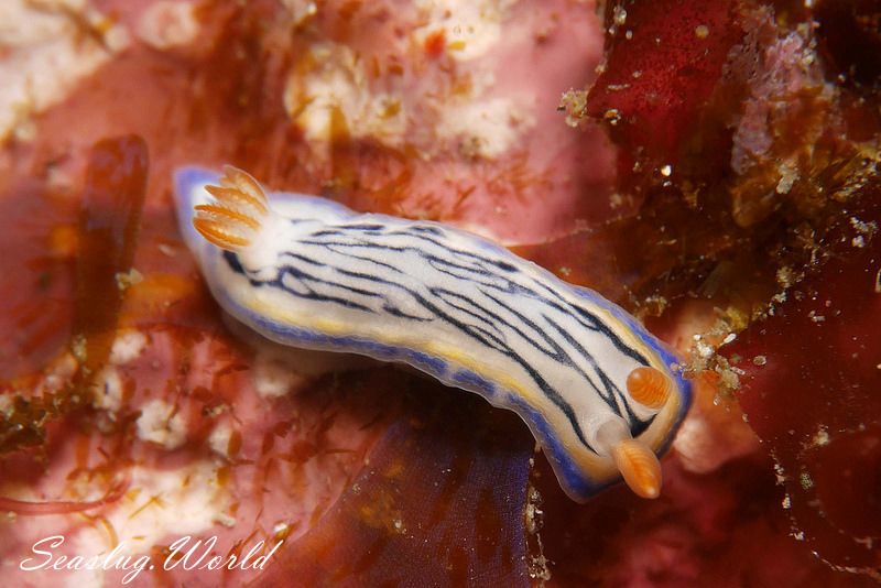 リュウモンイロウミウシ Hypselodoris maritima