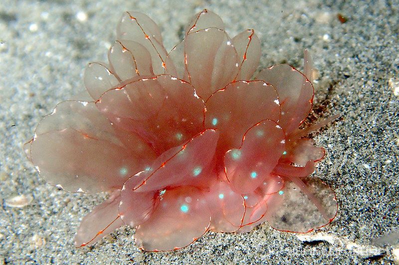 スケスケフリルウミウシ Cyerce Sp 9 世界のウミウシ