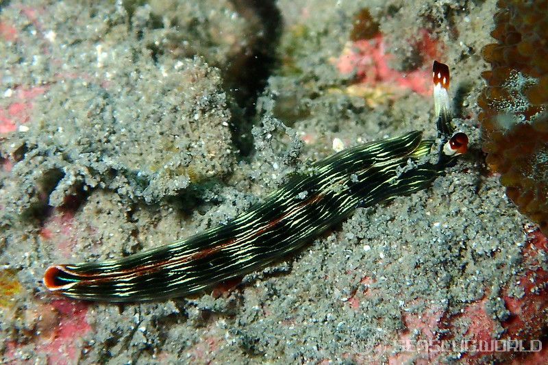 Thuridilla sp. 7