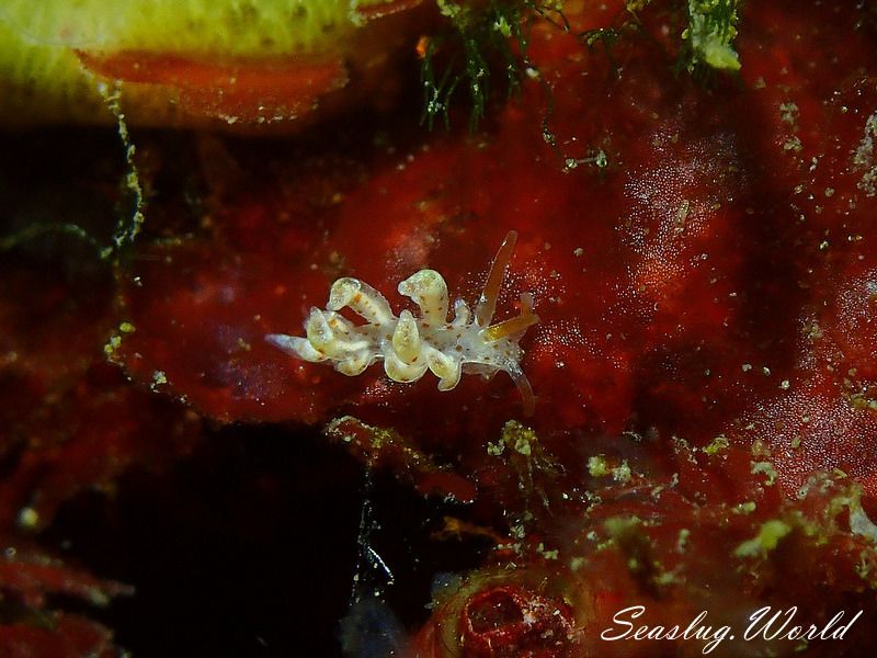 アカボシミノウミウシ Eubranchus echizenicus