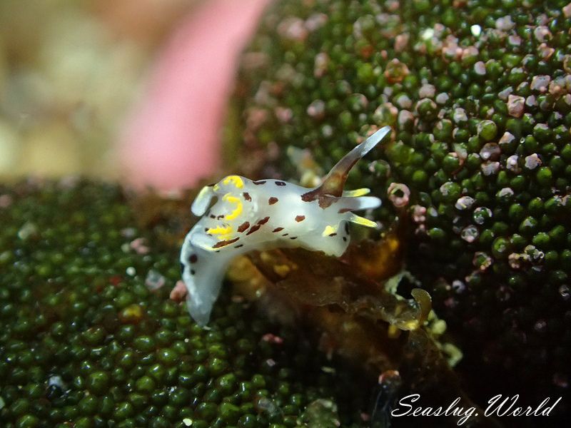 カリヤウミウシ Ancula kariyana