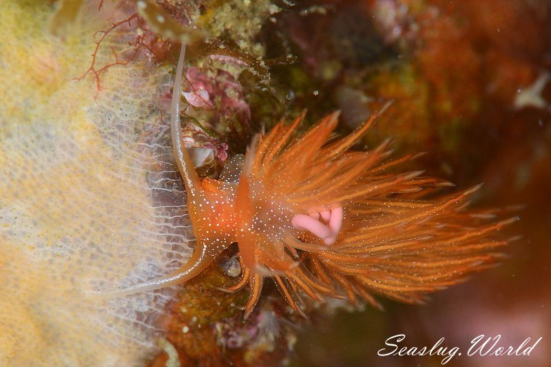 アカエラミノウミウシ Sakuraeolis enosimensis