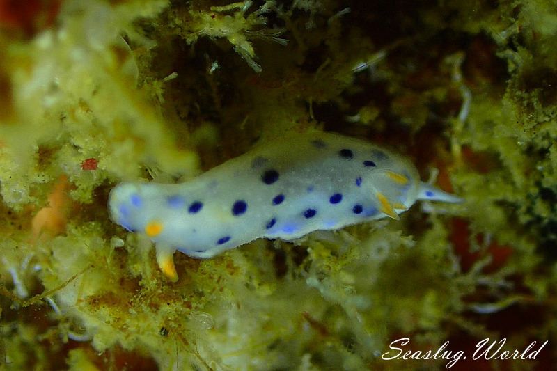 ウスイロウミウシ Hypselodoris placida