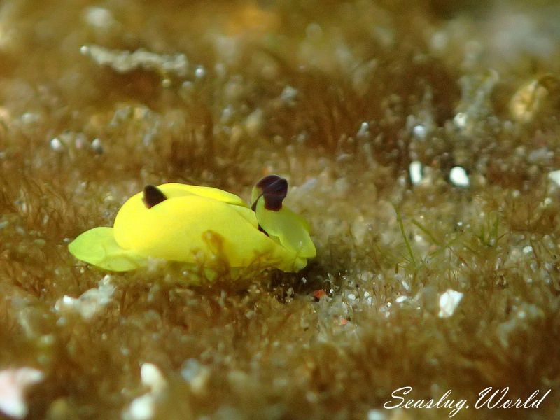 キイロウミコチョウ Siphopteron flavum