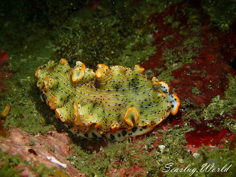 ホソジマオトメウミウシ Dermatobranchus nigropunctatus