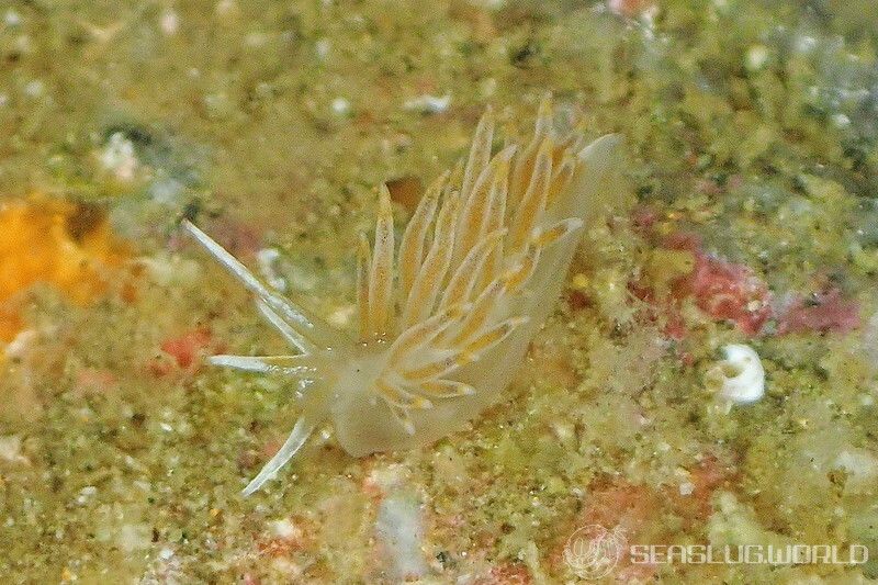 ホリミノウミウシ属の一種 20 Eubranchus sp.20