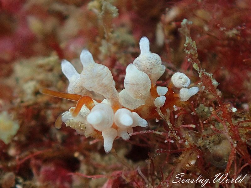 イナバミノウミウシ Eubranchus inabai