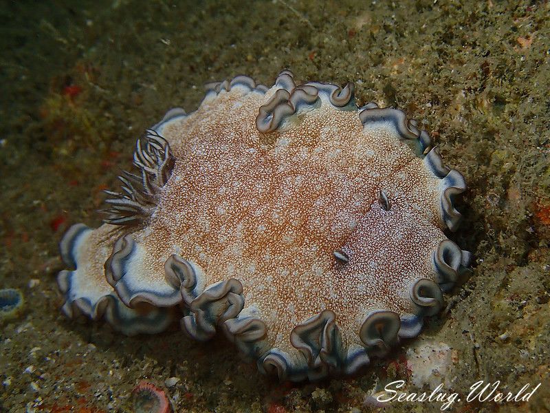 タヌキイロウミウシ Glossodoris hikuerensis