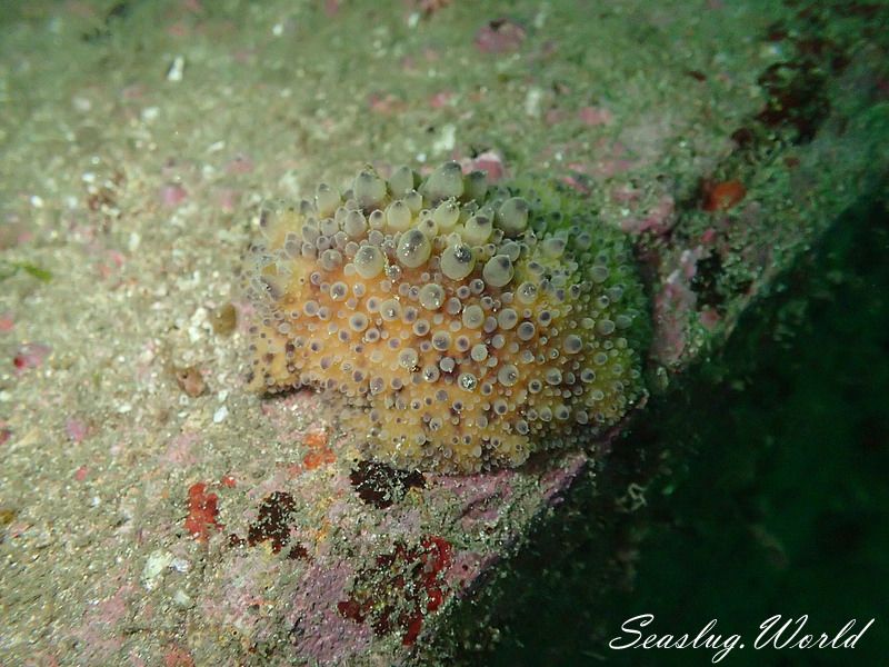 ヤマトウミウシ Homoiodoris japonica