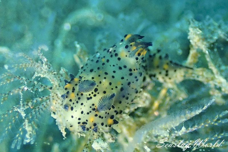 コソデウミウシ Polycera abei