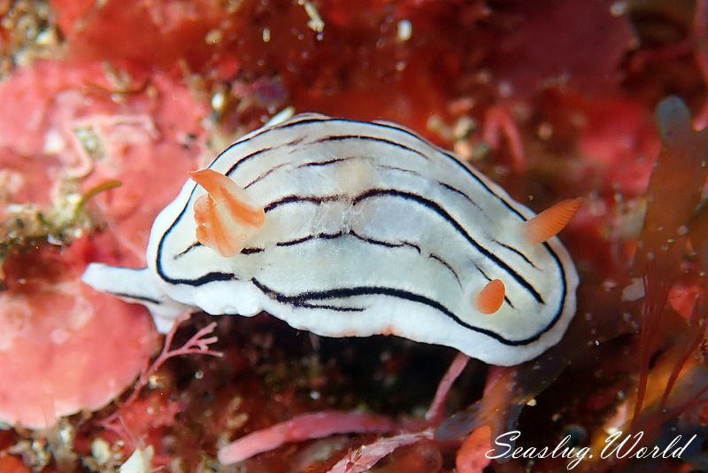 ホンノリイロウミウシ Chromodoris sp. 7