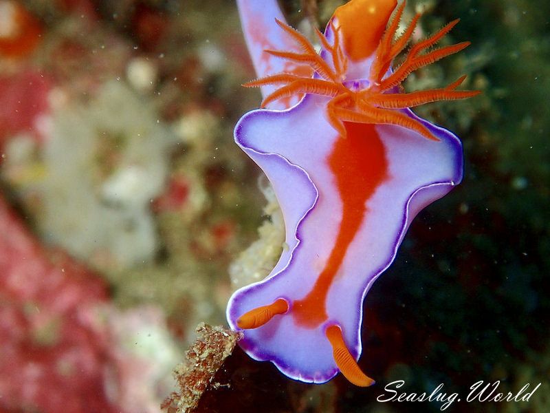 フタイロニシキウミウシ Ceratosoma bicolor