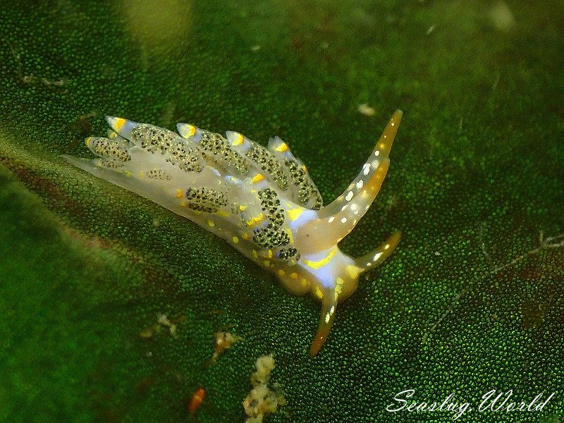 ゴシキミノウミウシ Trinchesia diversicolor