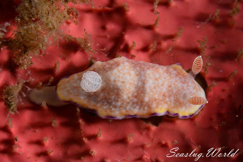 ヒメコモンウミウシ Goniobranchus rufomaculatus