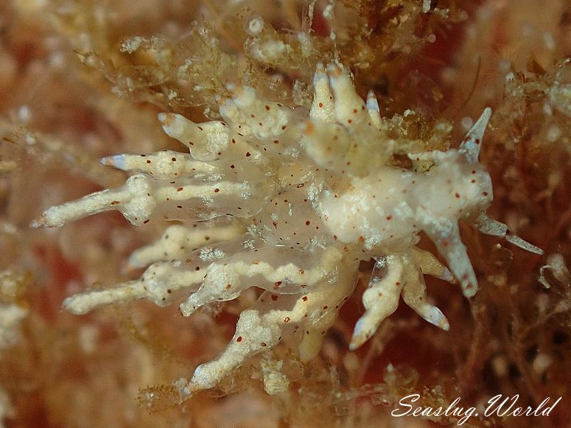 ホシアカリミノウミウシ Eubranchus sp. 5