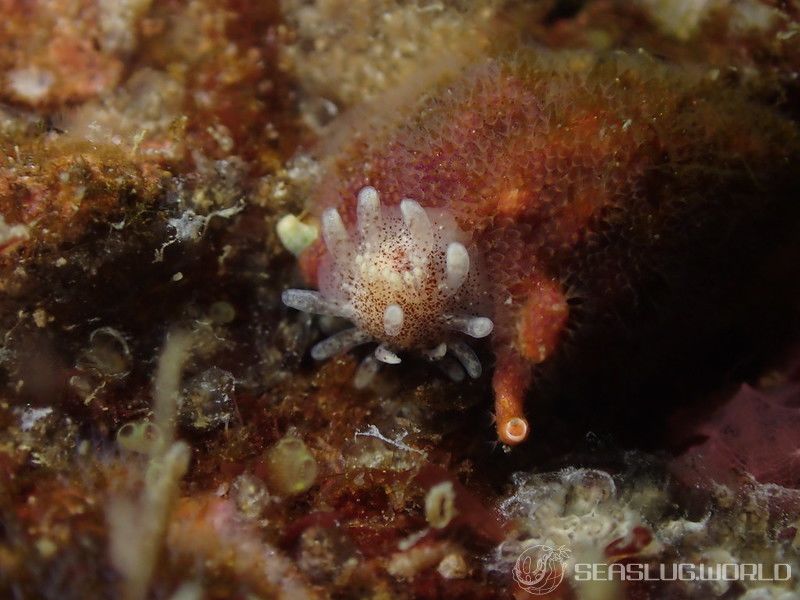 ヒメイバラウミウシ Ceratodoris plana