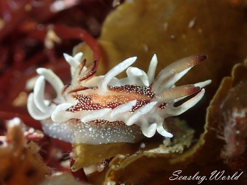 イバラウミウシ Ceratodoris barnardi