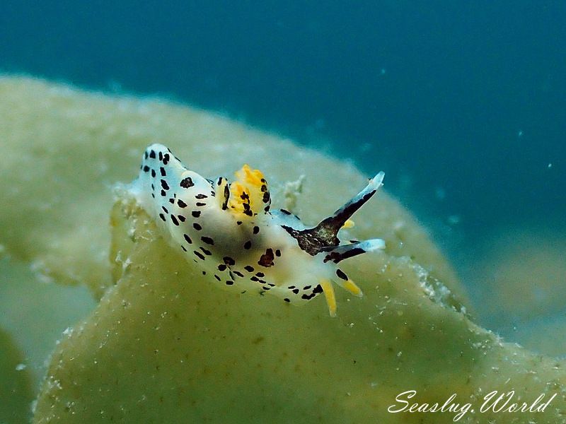 カリヤウミウシ Ancula kariyana